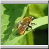 Merodon equestris - Narzissenschwebfliege 04.jpg